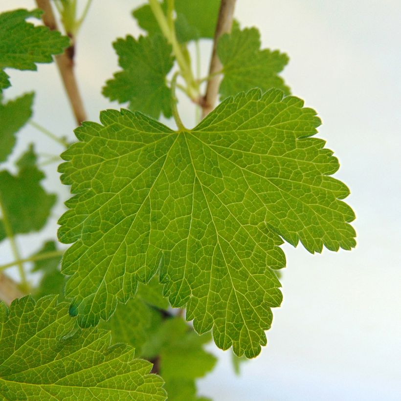 Ribes rosso Gloire des Sablons (Fogliame)