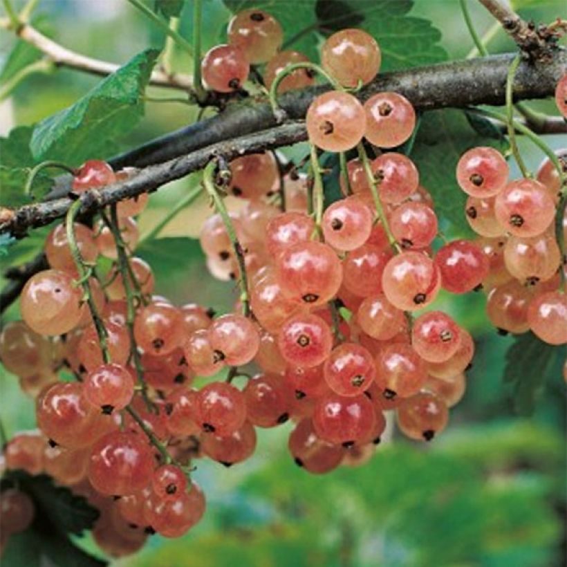 Ribes rosso Gloire des Sablons (Raccolta)