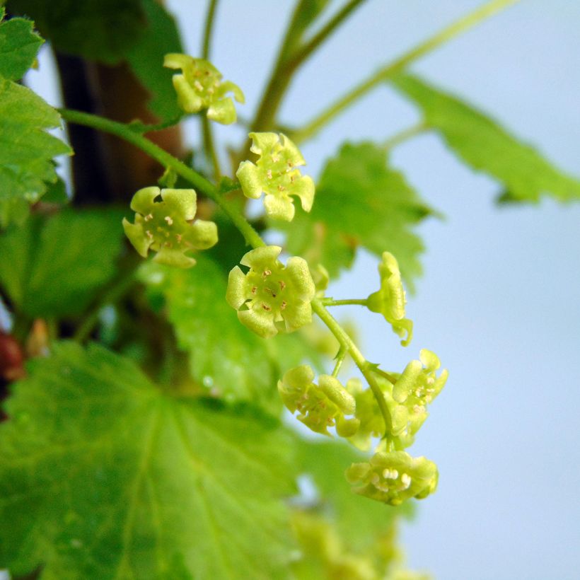 Ribes bianco Versailles Blanche (Fioritura)