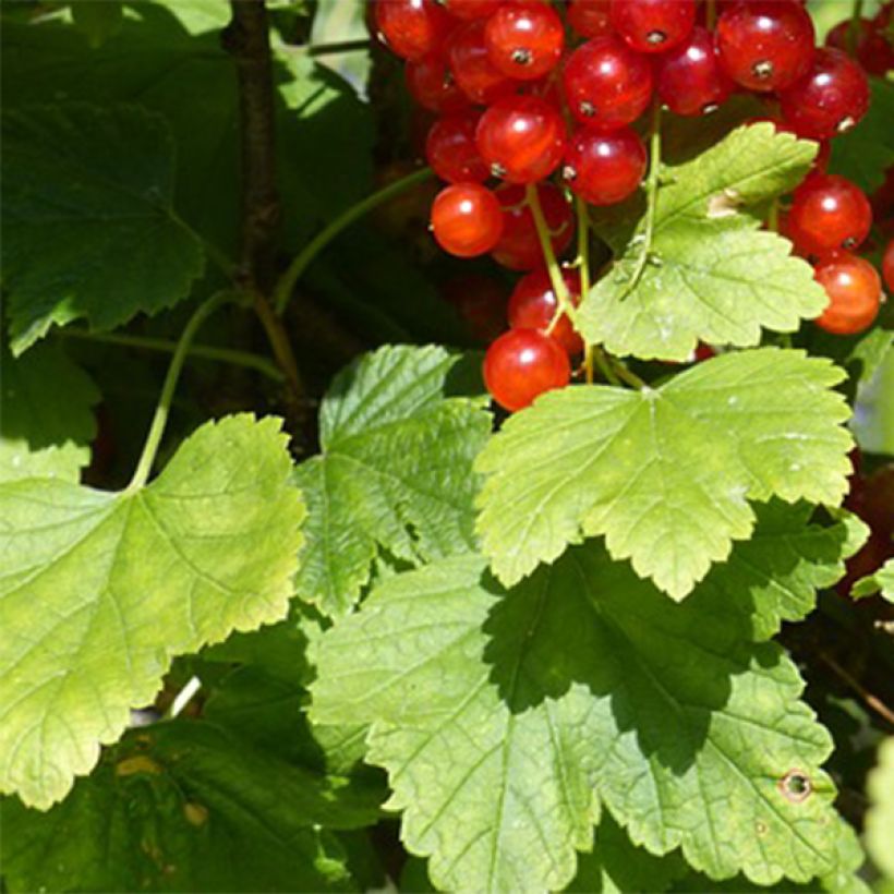 Ribes rosso Junifer (Fogliame)