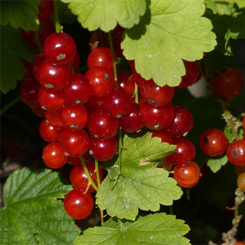 Ribes rosso Junifer (Raccolta)