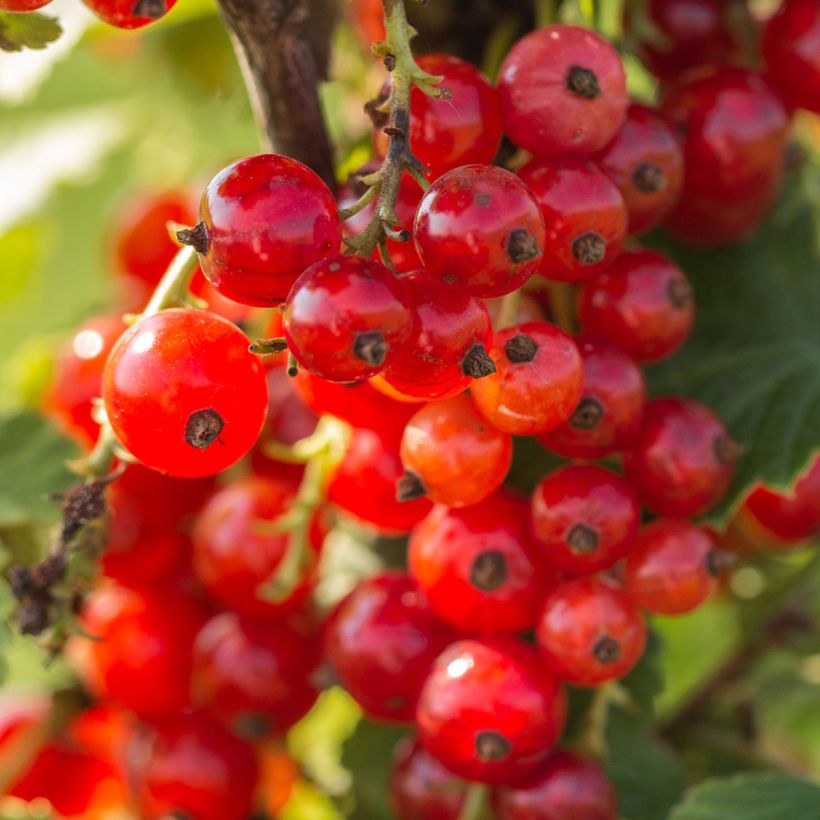 Ribes rosso Première Groseille Raisin deltir (Raccolta)