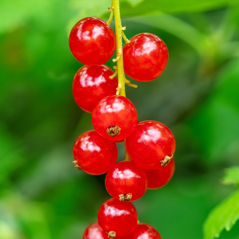 Ribes rosso - Ribes rubrum (Raccolta)