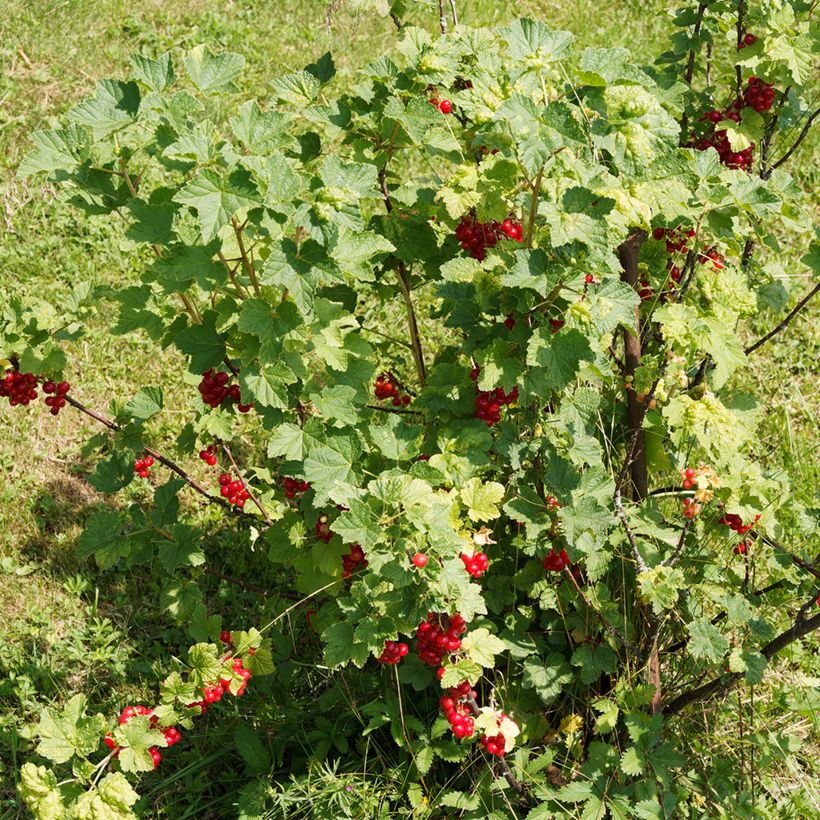 Ribes rosso - Ribes rubrum (Porto)