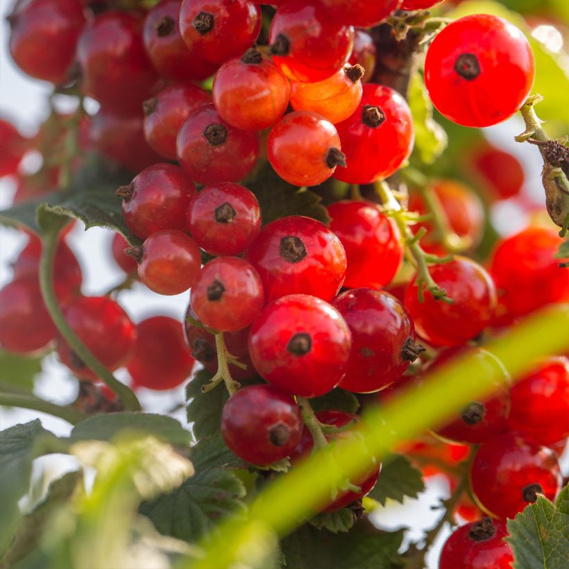 Ribes rosso Versaillaise (Raccolta)