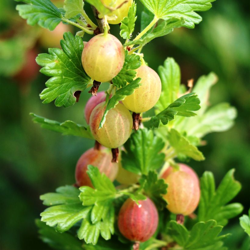 Uva-spina Pixwell (Raccolta)