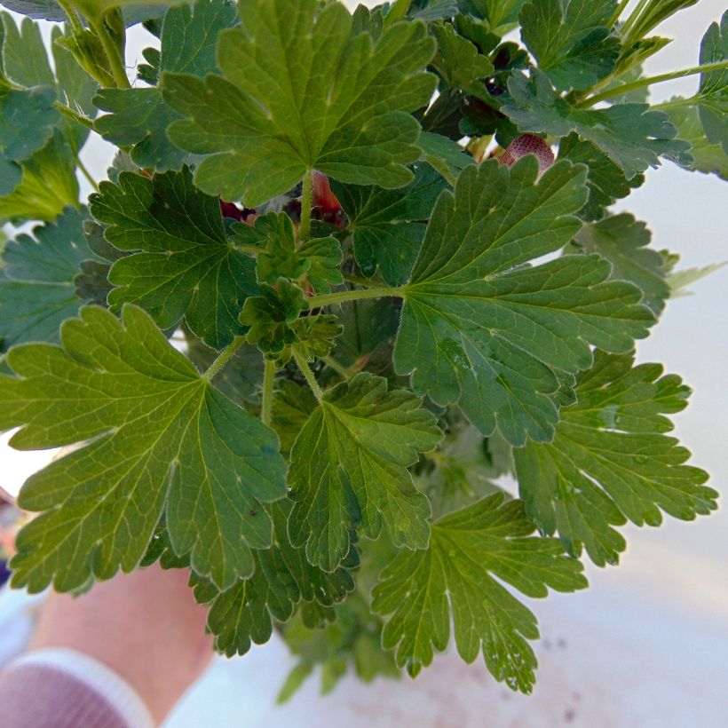 Uva-spina Hinnönmaki Röd Bio (Fogliame)