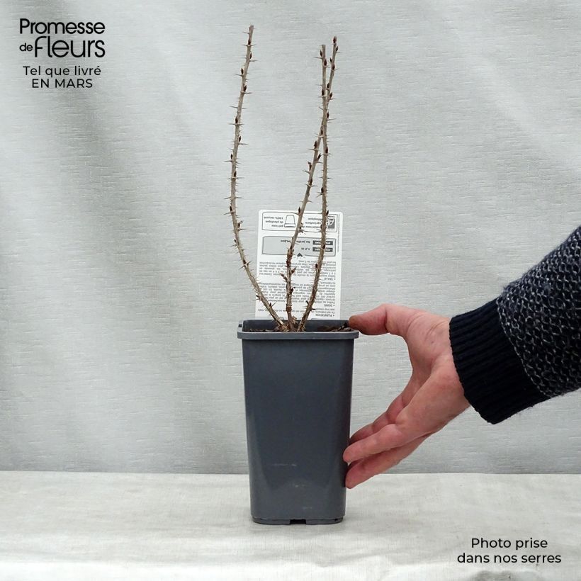 Groseillier à maquereaux Hinnonmaki rouge Bio Pot de 1,5L esemplare consegnato in inverno