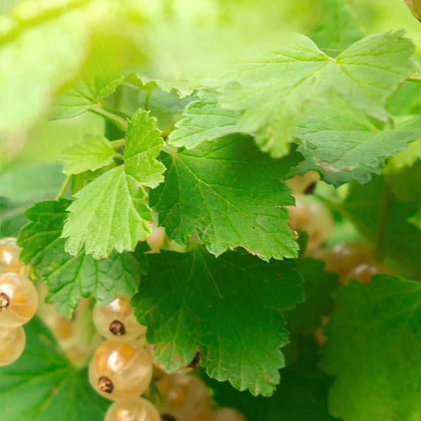 Ribes bianco Witte Parel (Fogliame)