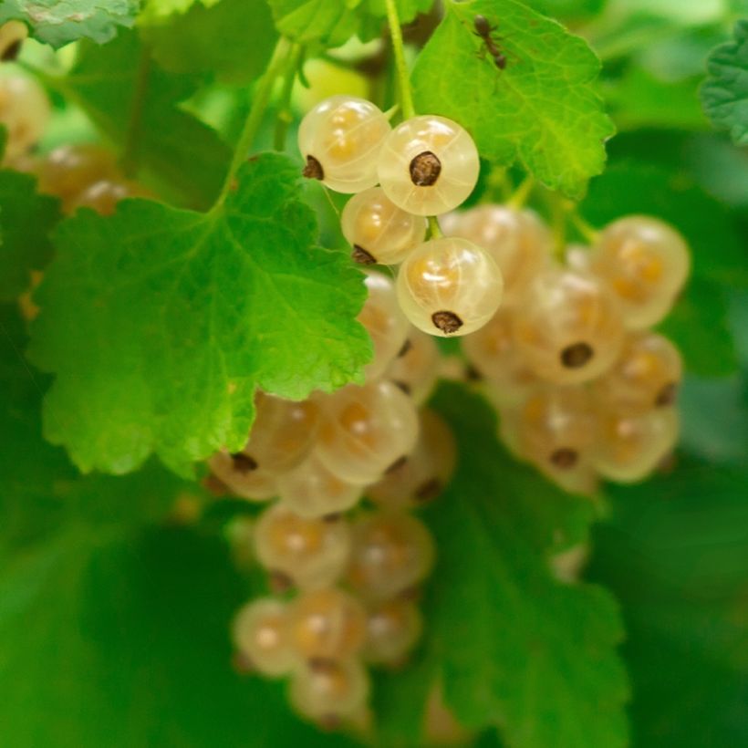 Ribes bianco Witte Parel (Raccolta)