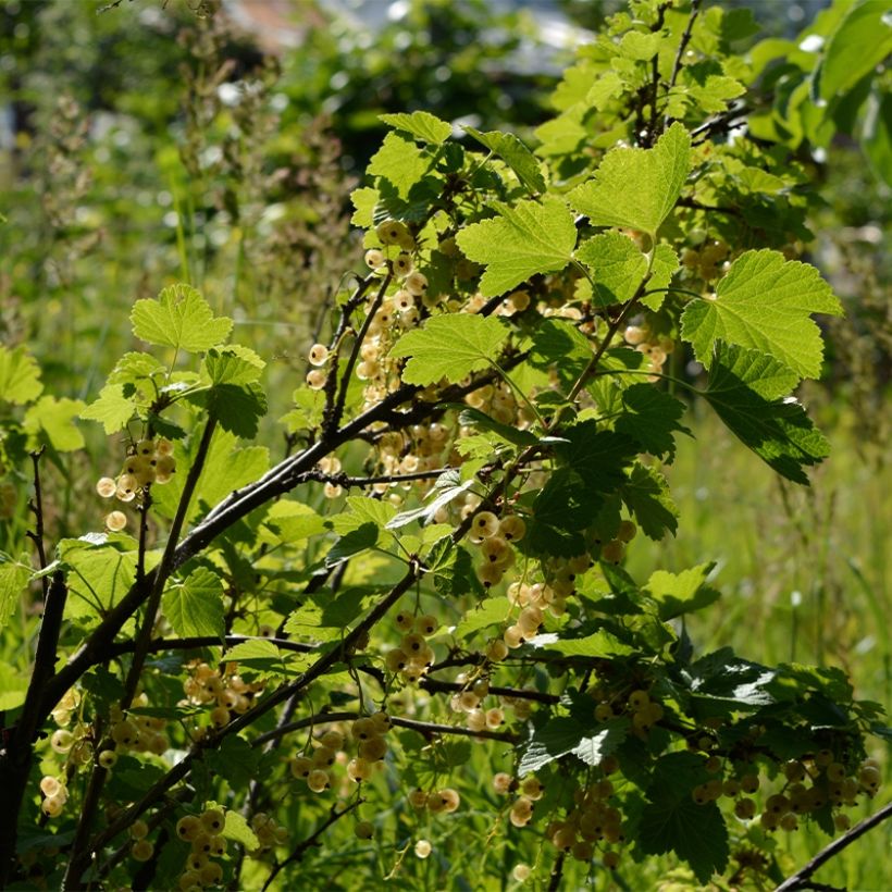 Ribes bianco Witte Parel (Porto)