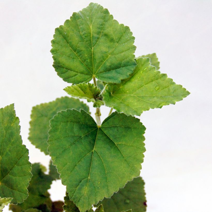 Althaea officinalis - Altea comune (Fogliame)