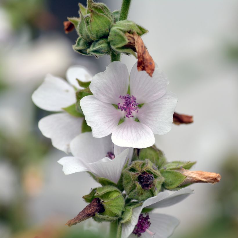 Althaea officinalis - Altea comune (Fioritura)