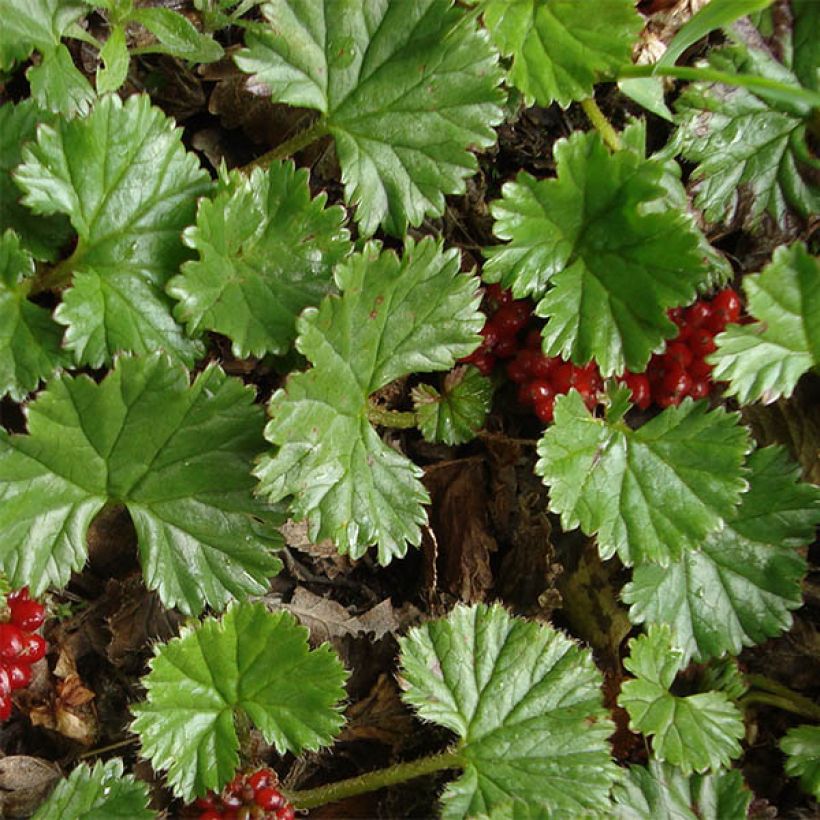 Gunnera magellanica (Fogliame)