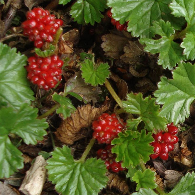 Gunnera magellanica (Fioritura)