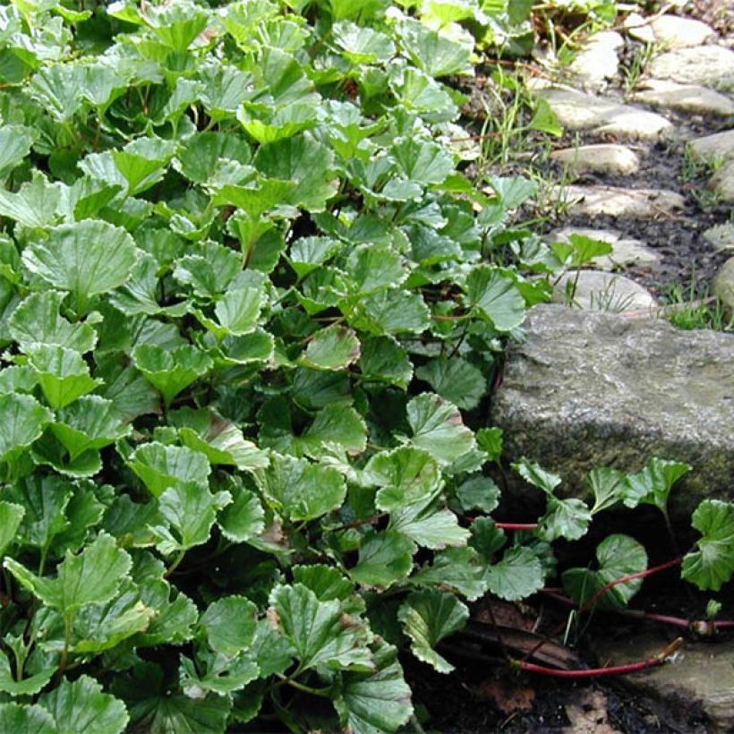 Gunnera magellanica (Porto)