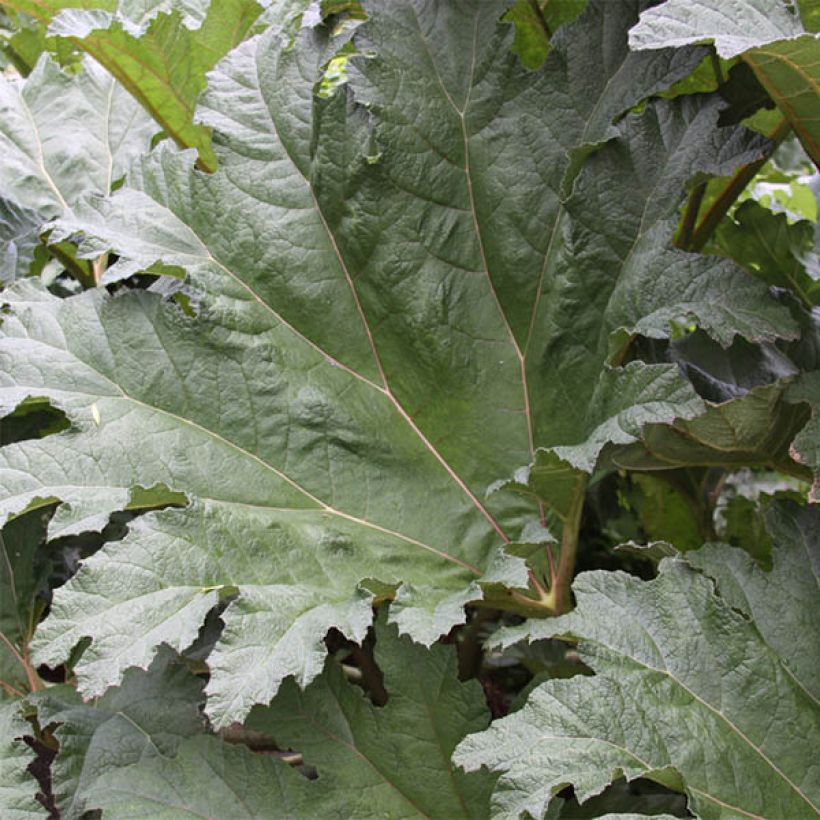 Gunnera tinctoria - Rabarbaro gigante (Fogliame)