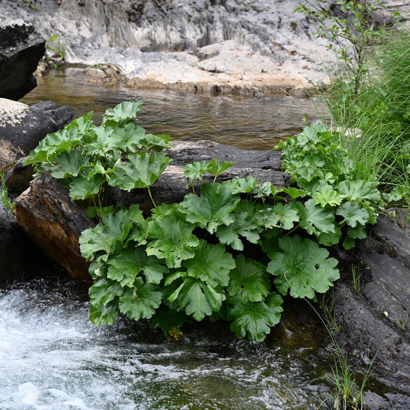 Gunnera tinctoria - Rabarbaro gigante (Porto)