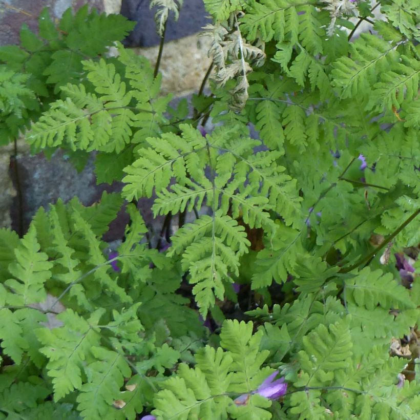 Gymnocarpium dryopteris (Fogliame)