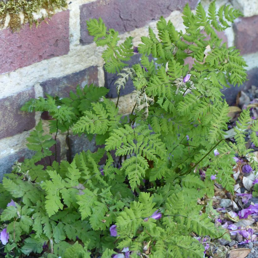 Gymnocarpium dryopteris (Porto)