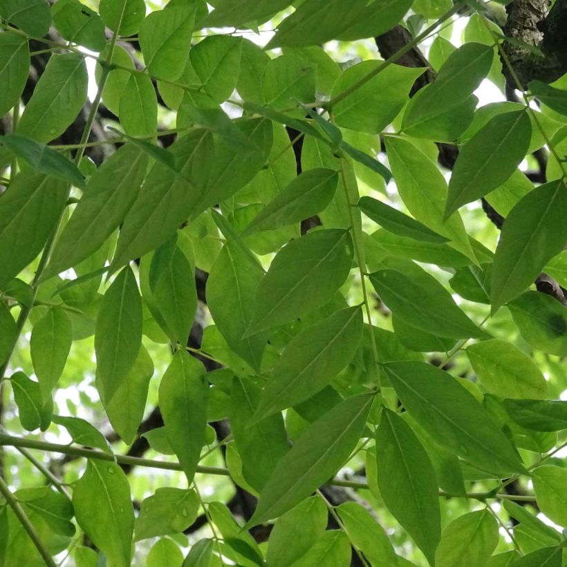 Gymnocladus dioica - Albero del Caffè (Fogliame)