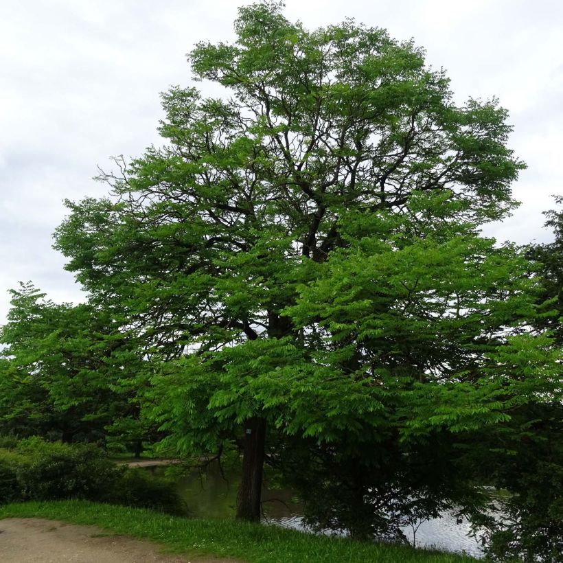 Gymnocladus dioica - Albero del Caffè (Porto)