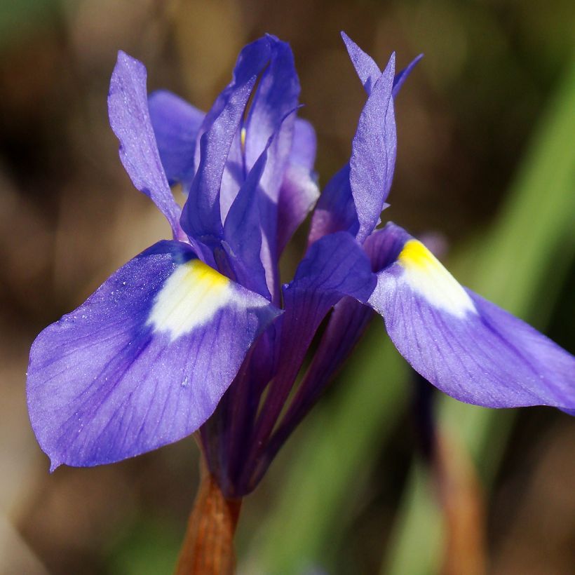 Gynandris sisyrinchium (Fioritura)