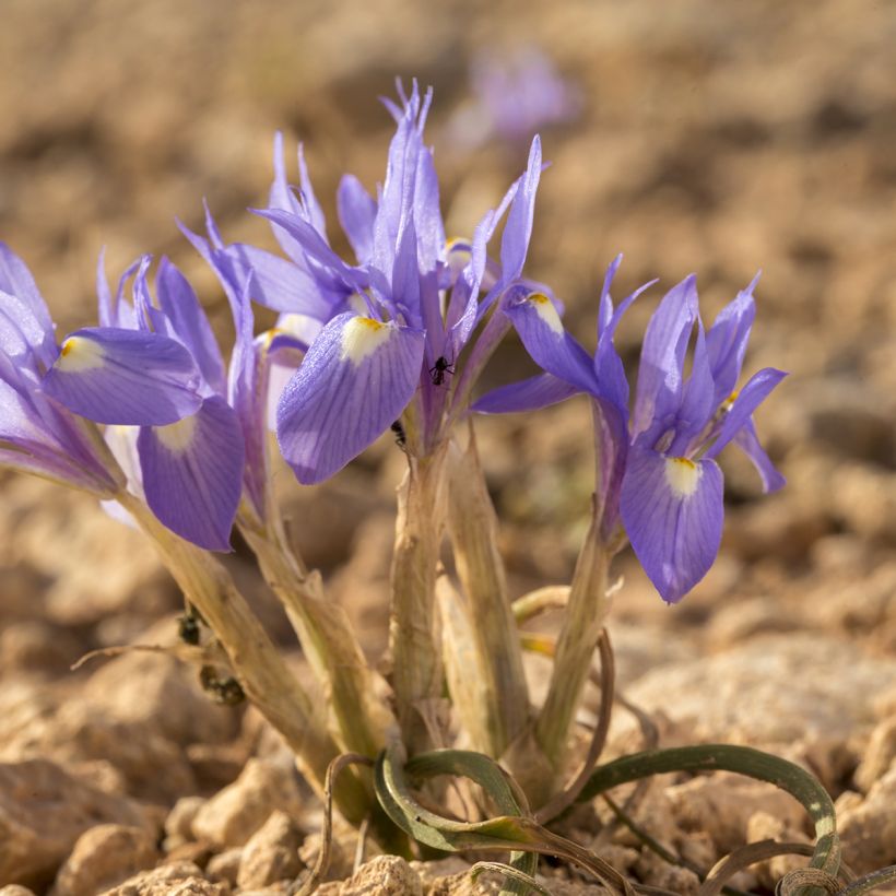 Gynandris sisyrinchium (Porto)