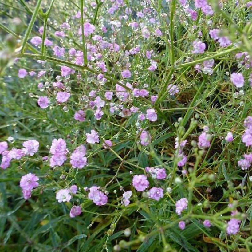 Gypsophila paniculata Festival Pink (Fioritura)