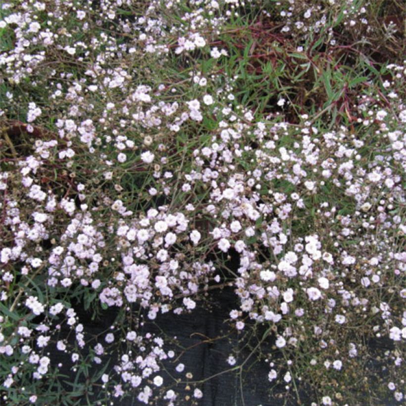 Gypsophila paniculata Rosenschleier (Fioritura)