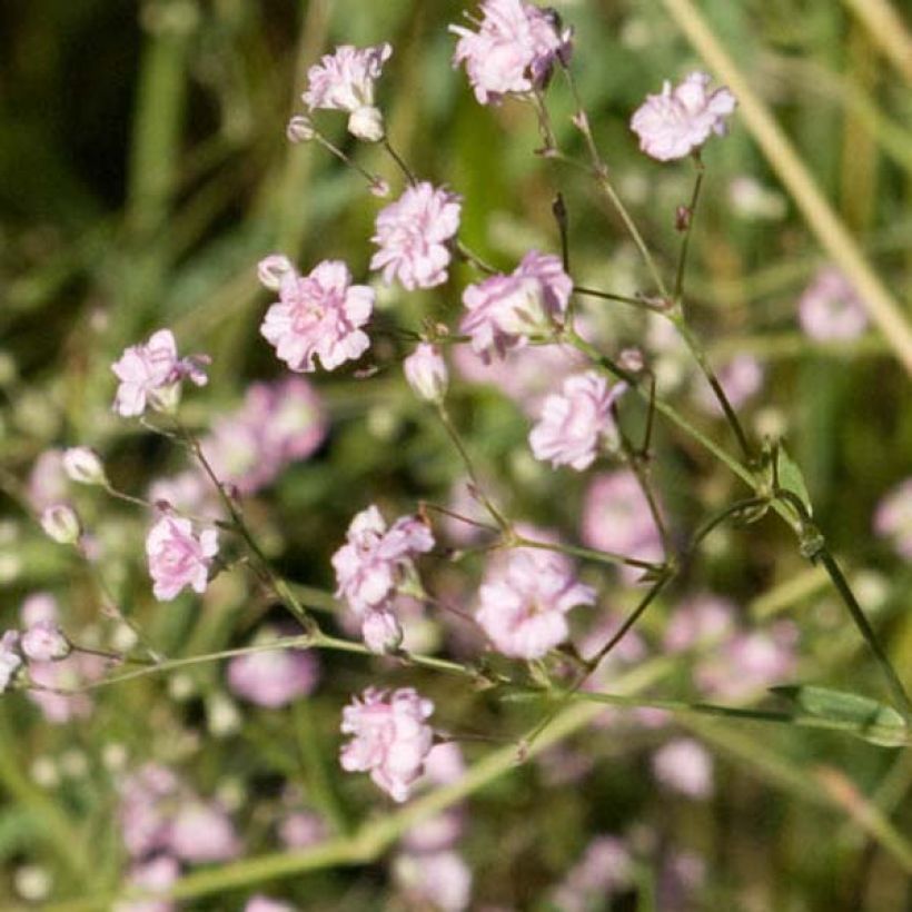 Gypsophila paniculata Flamingo (Fioritura)