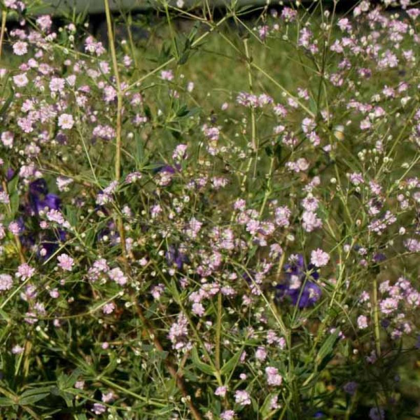 Gypsophila paniculata Flamingo (Porto)