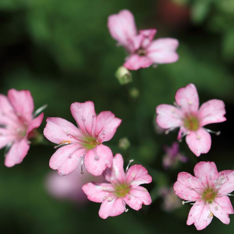 Gypsophila repens Rosa Schönheit (Fioritura)