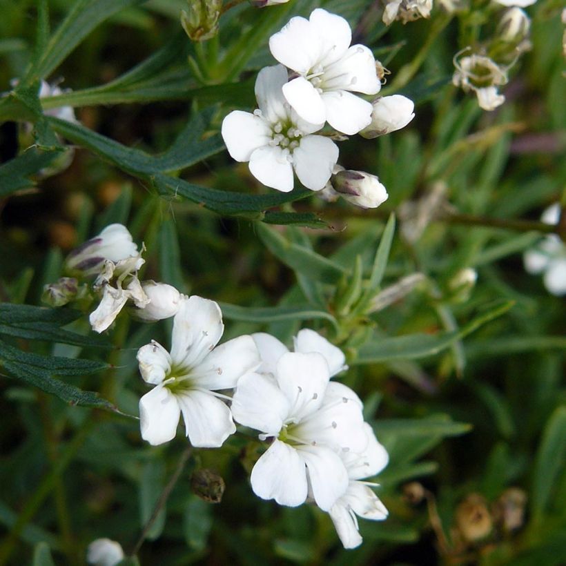 Gypsophila repens White Angel (Fogliame)