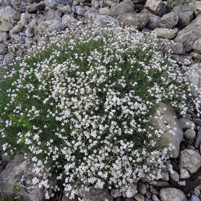 Gypsophila repens White Angel (Porto)