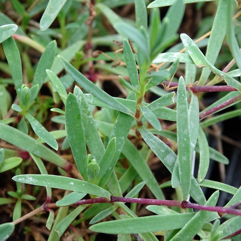 Gypsophila repens Alba (Fogliame)