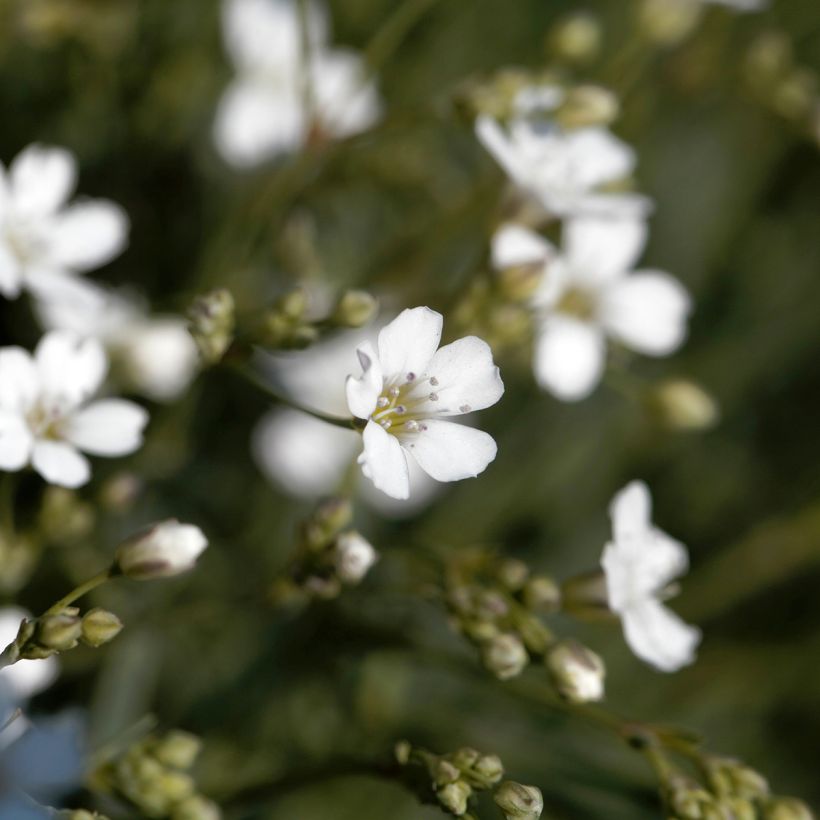 Gypsophila repens Alba (Fioritura)