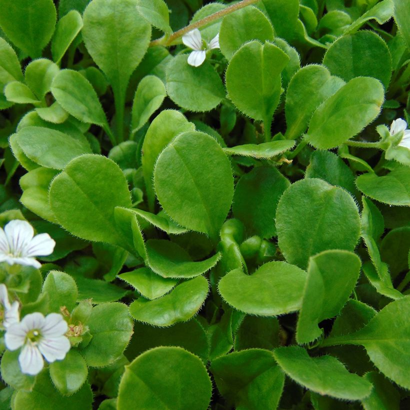 Gypsophila cerastioides (Fogliame)