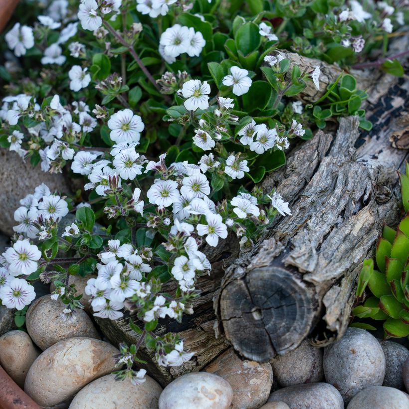 Gypsophila cerastioides (Porto)