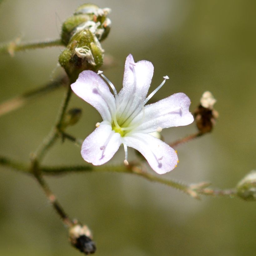 Gypsophila pacifica (Fioritura)