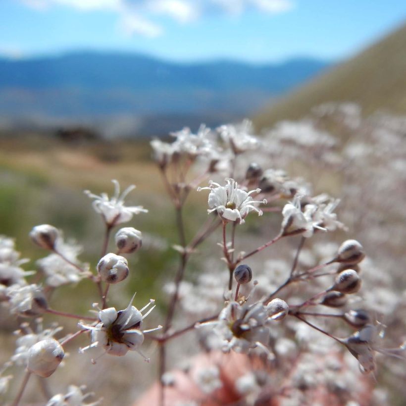 Gypsophila paniculata Schneeflocke (Fioritura)