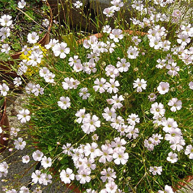 Gypsophile tenuifolia - Gypsophile à petites feuilles (Fioritura)