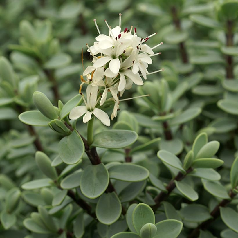 Hebe carnulosa - Veronica (Fioritura)