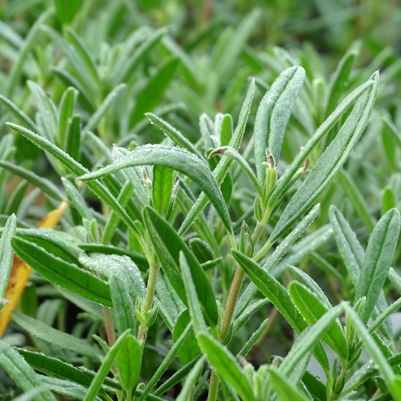 Helianthemum Suprême - Eliantemo (Fogliame)