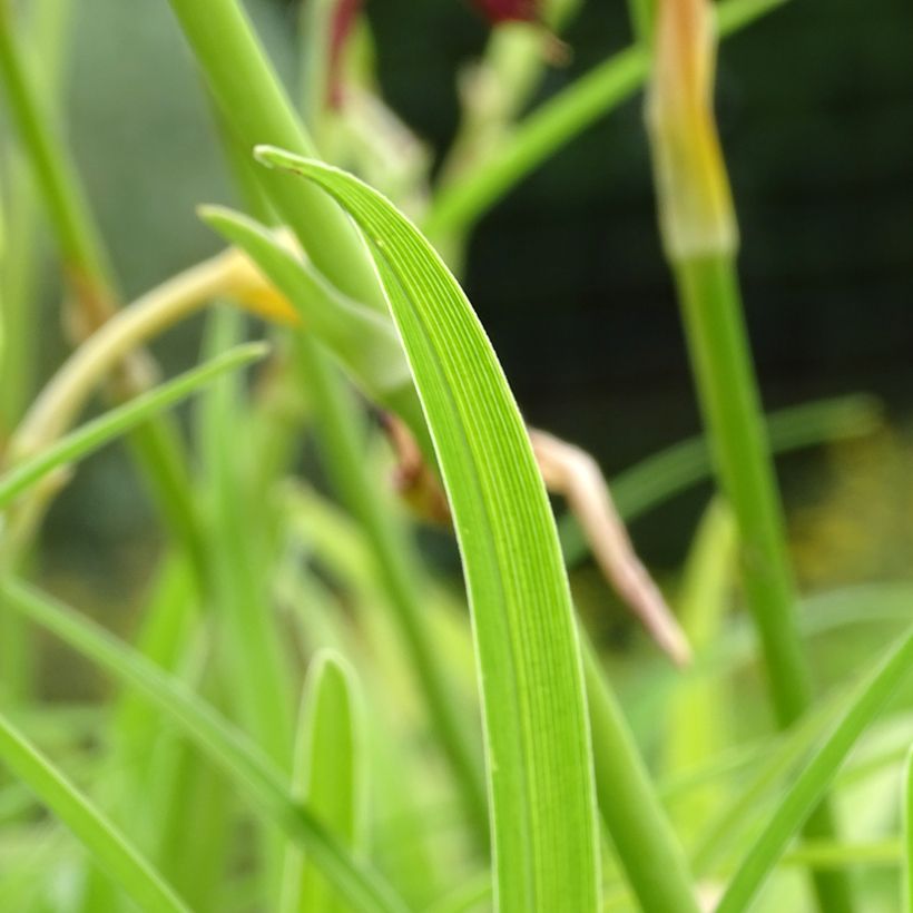 Hemerocallis Final Touch - Emerocallide (Fogliame)