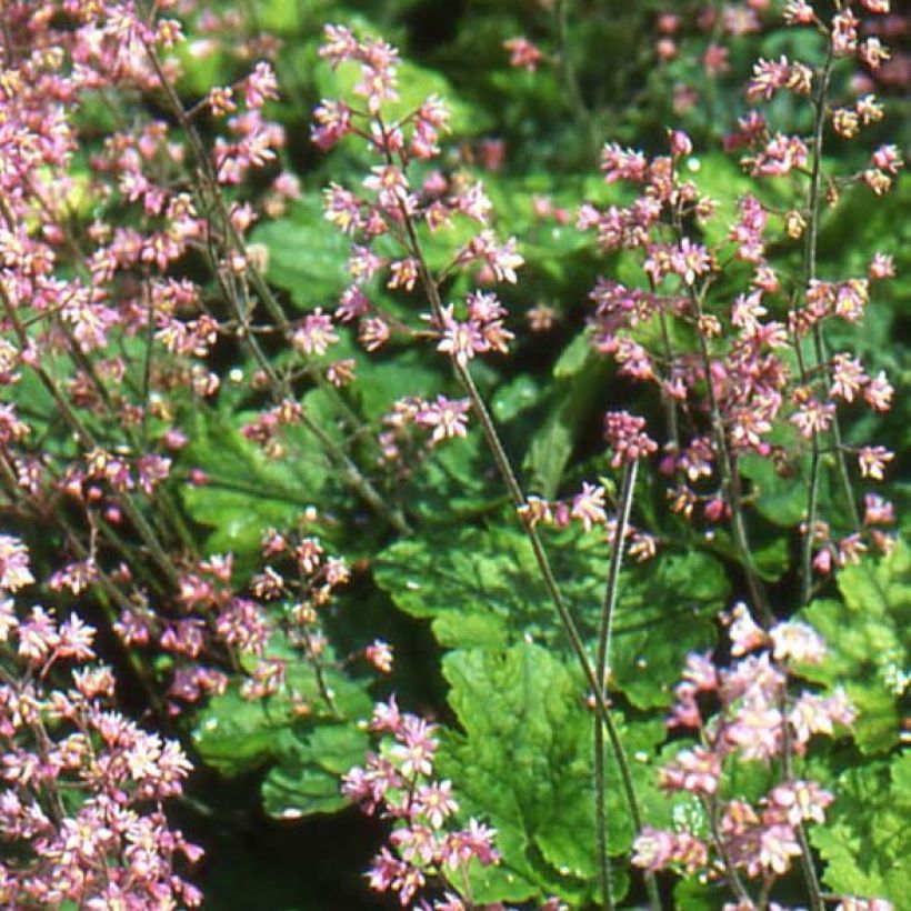 Heucherella alba Bridget Bloom (Fioritura)