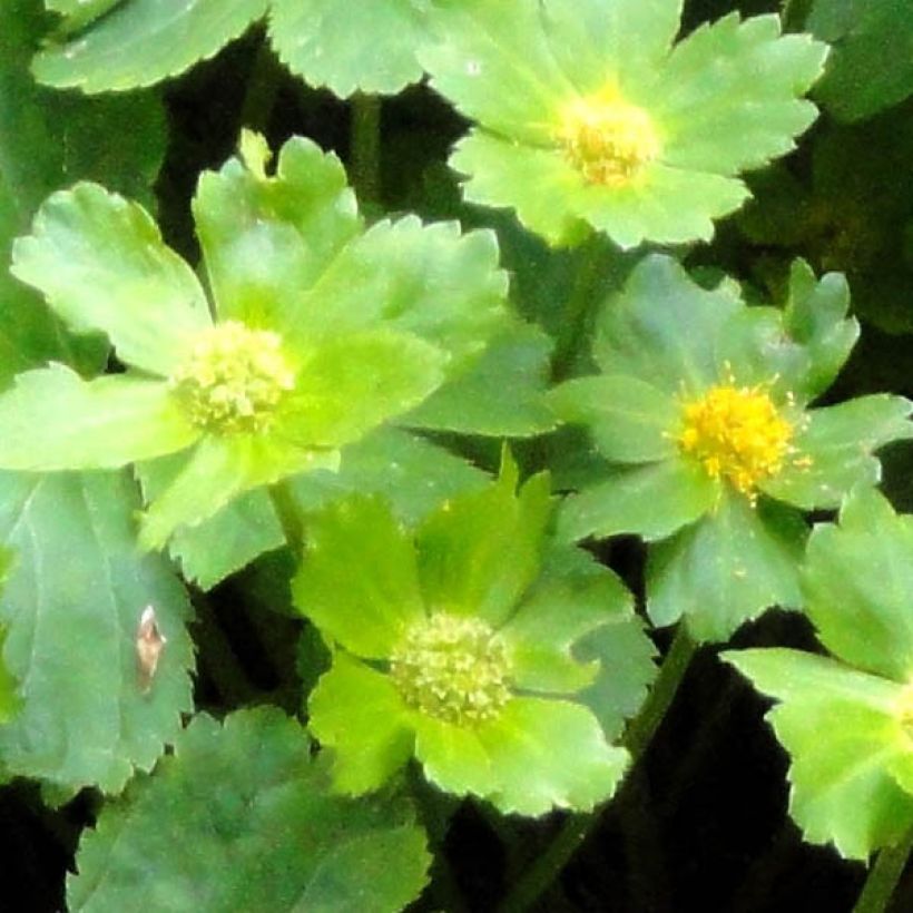 Hacquetia epipactis - Elleborina (Fogliame)