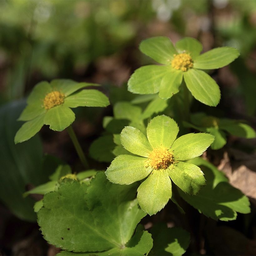 Hacquetia epipactis - Elleborina (Fioritura)