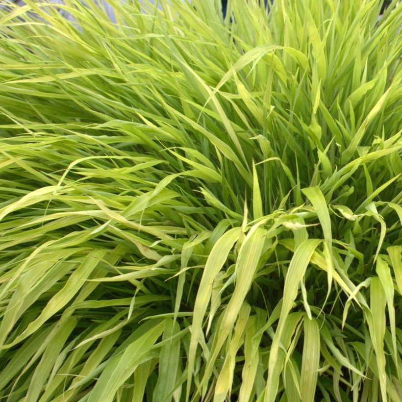 Hakonechloa macra All Gold - Erba della foresta giapponese (Fogliame)