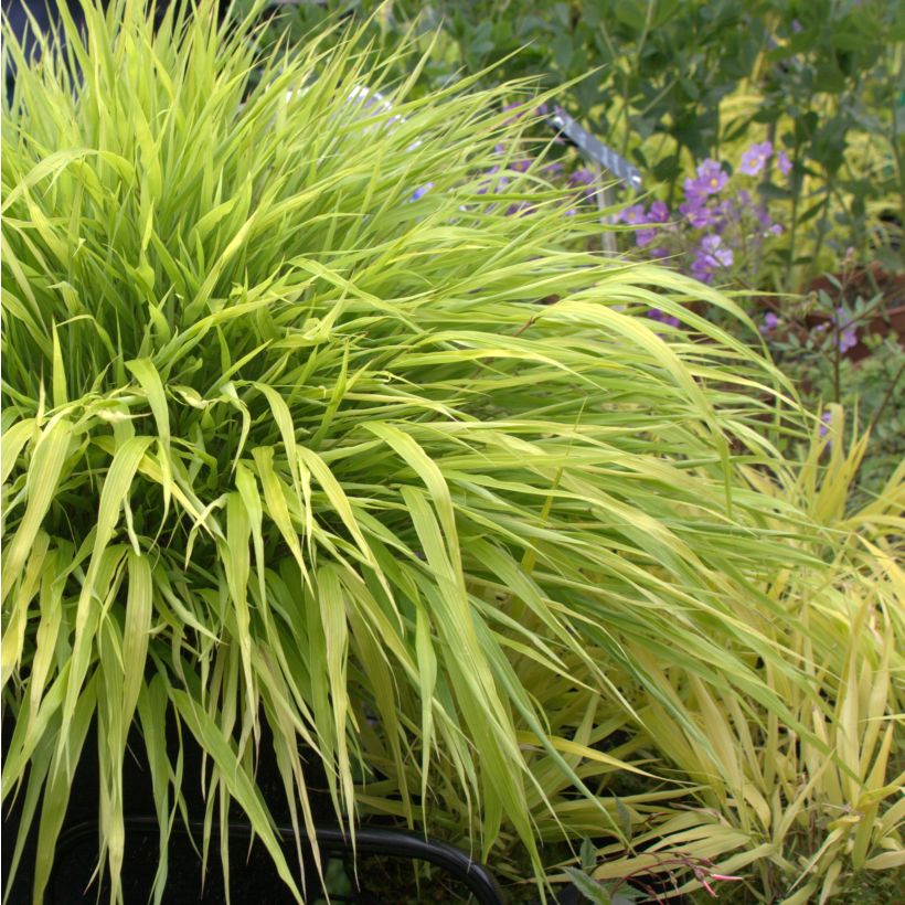 Hakonechloa macra All Gold - Erba della foresta giapponese (Porto)